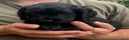 Cocker Spaniel dogs for sale: Working Cocker Spaniel puppies for sale  - Advert 3
