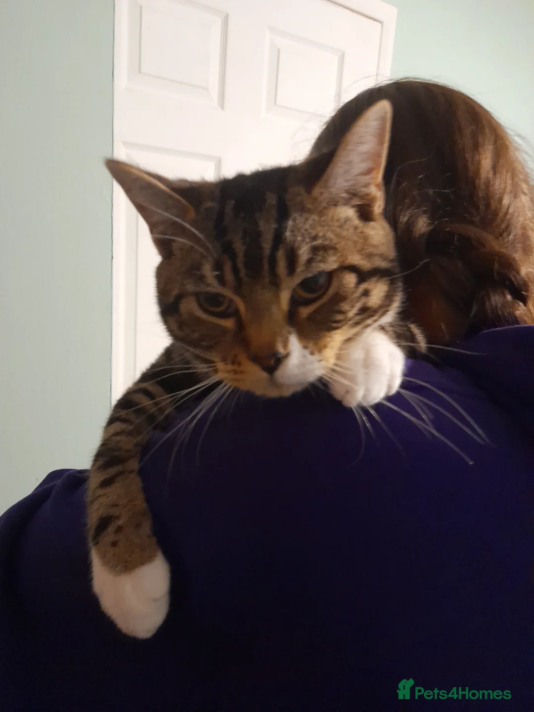 Domestic Shorthair cats for sale: Male 8 month old rex, having to put 50 but offers  - Advert 3