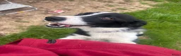Border Collie dogs for sale: Jan 5 Years Old - Advert 7