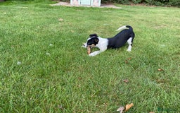 Border Collie dogs for sale: Tri coloured border collie pups - Image 13
