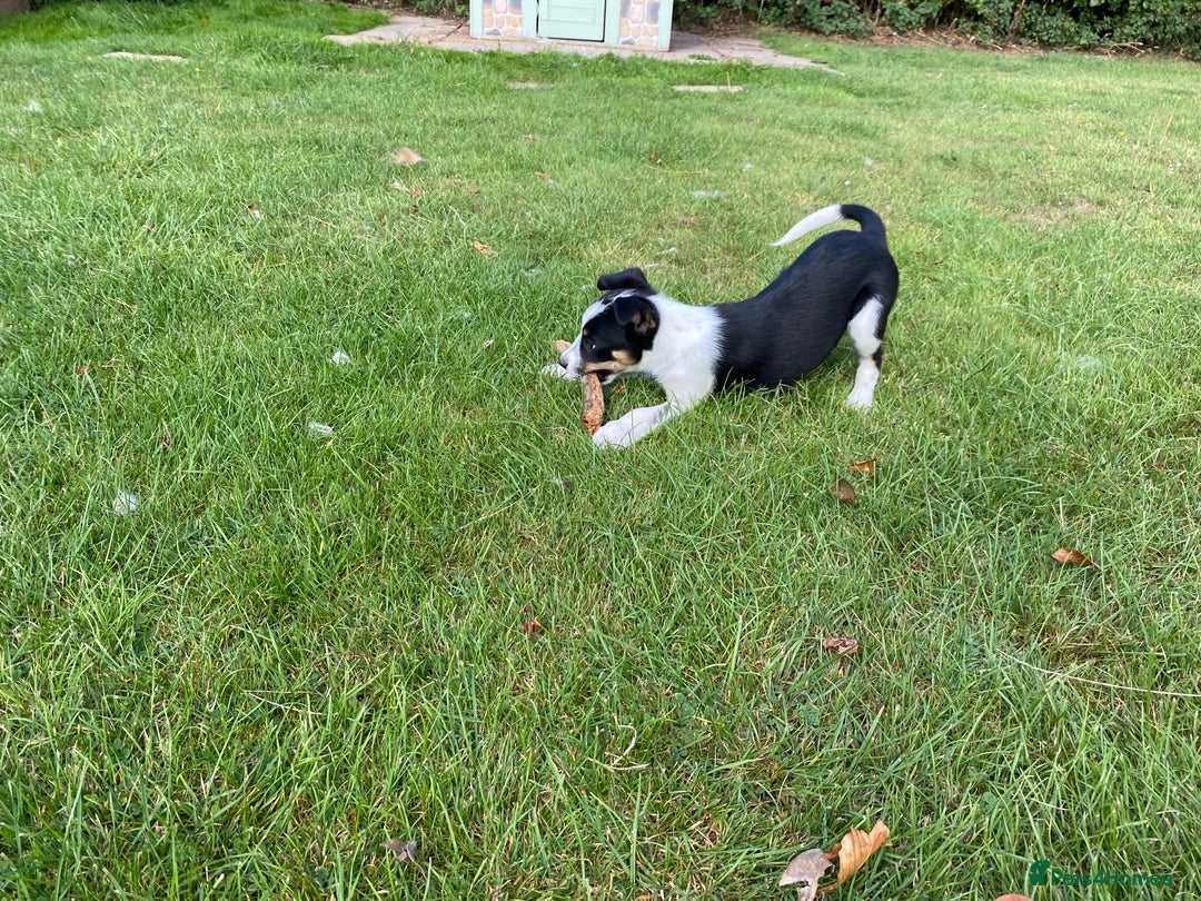 Border Collie dogs for sale: Tri coloured border collie pups - Image 13