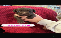 Patterdale Terrier dogs for sale: Quality Patterdale Terrier Puppies  - Advert 3