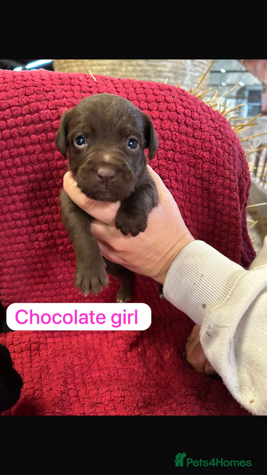Patterdale Terrier dogs for sale: Quality Patterdale Terrier Puppies  - Advert 3