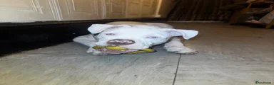 Alapaha Blue Blood Bulldog 1