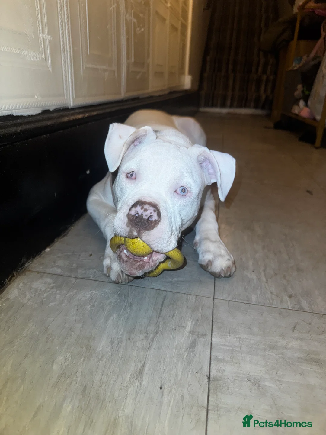 Alapaha Blue Blood Bulldog dogs for sale: 5 month old alapha blue blood bulldog for sale  in Southend-on-Sea - Advert 2