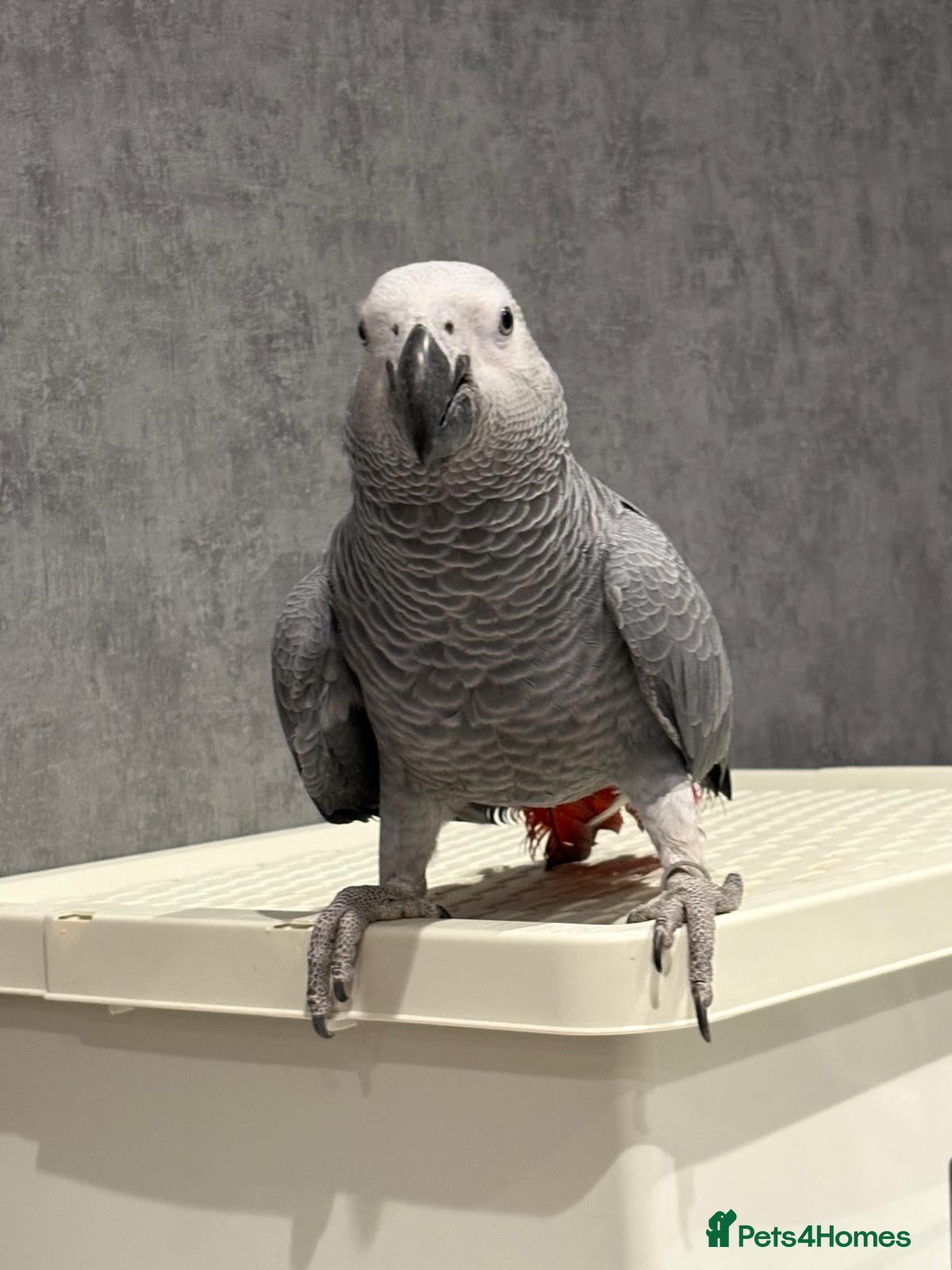 Parrots birds Beautiful tame female African grey - Advert 1