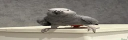 Parrots birds for sale: Beautiful tame female African grey - Advert 1