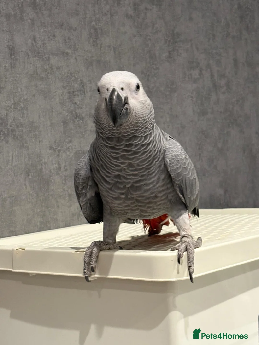 Parrots birds for sale: Beautiful tame female African grey - Advert 1