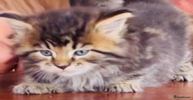 Mixed Breed cats - Advert 12