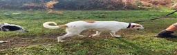 Mixed Breed dogs for adoption: Evie - Milton Keynes  in Milton Keynes - Advert 11