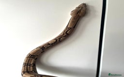 Boa Snake reptiles for sale: Hype motley boa  - Image 1