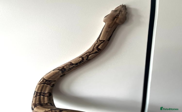 Boa Snake reptiles - Advert 2