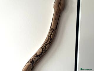 Boa Snake reptiles Hype motley boa - Advert 3