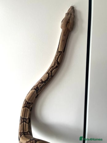 Boa Snake reptiles - Advert 4