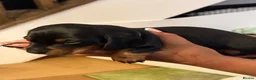 Miniature Dachshund dogs for sale: 4 male smooth hair miniature dachshund  - Advert 2