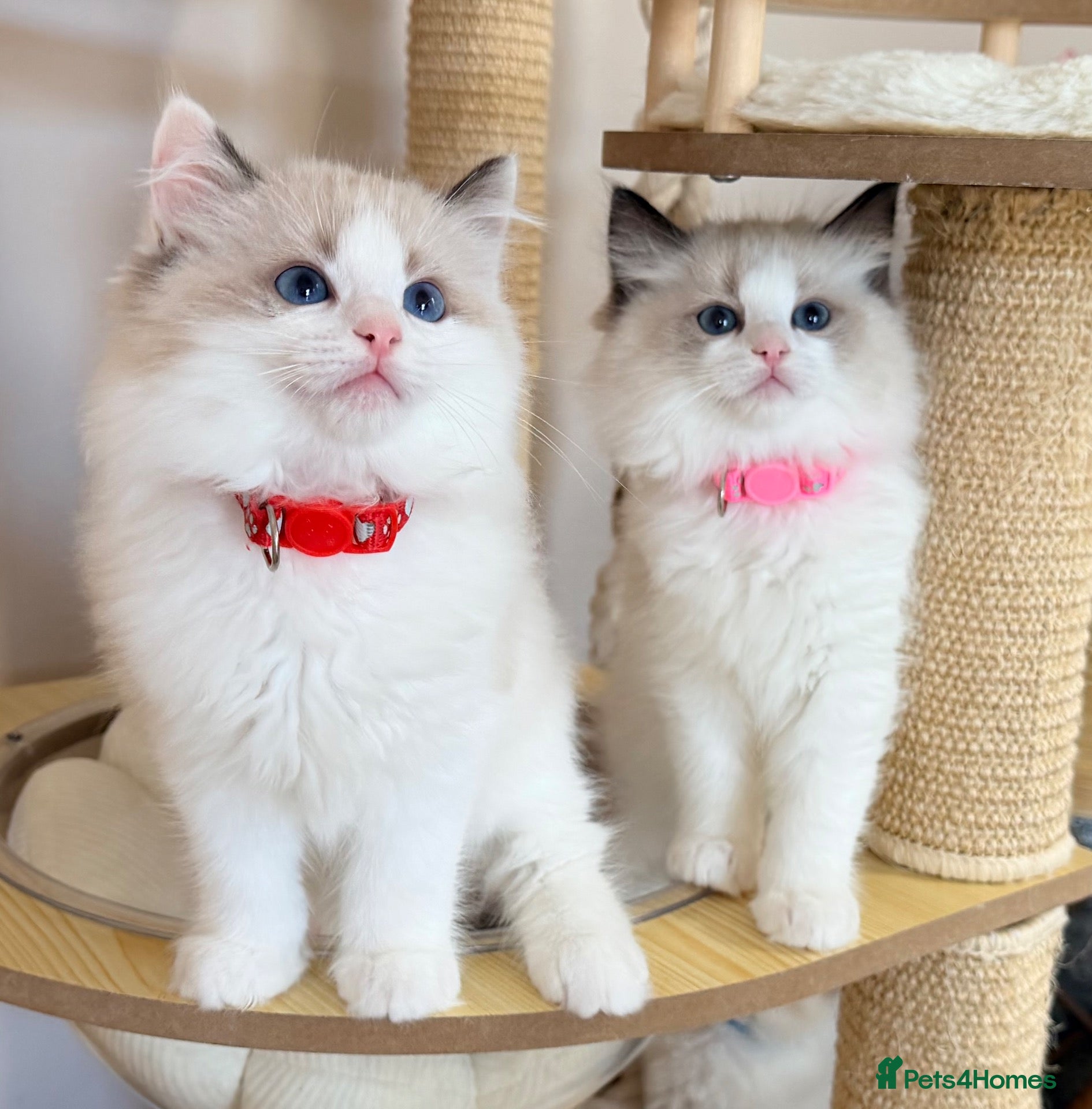 Ragdoll cats Show quality Ragdoll kittens from champion lines - Advert 1