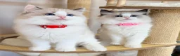 Ragdoll cats for sale: Show quality Ragdoll kittens from champion lines - Advert 3
