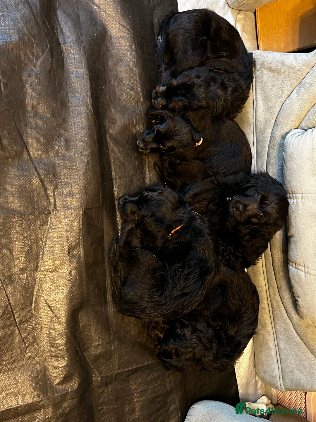 Mixed Breed dogs for sale:  🐾 Labradoodle x Entlebucher Sennenhund Puppies! - Image 9