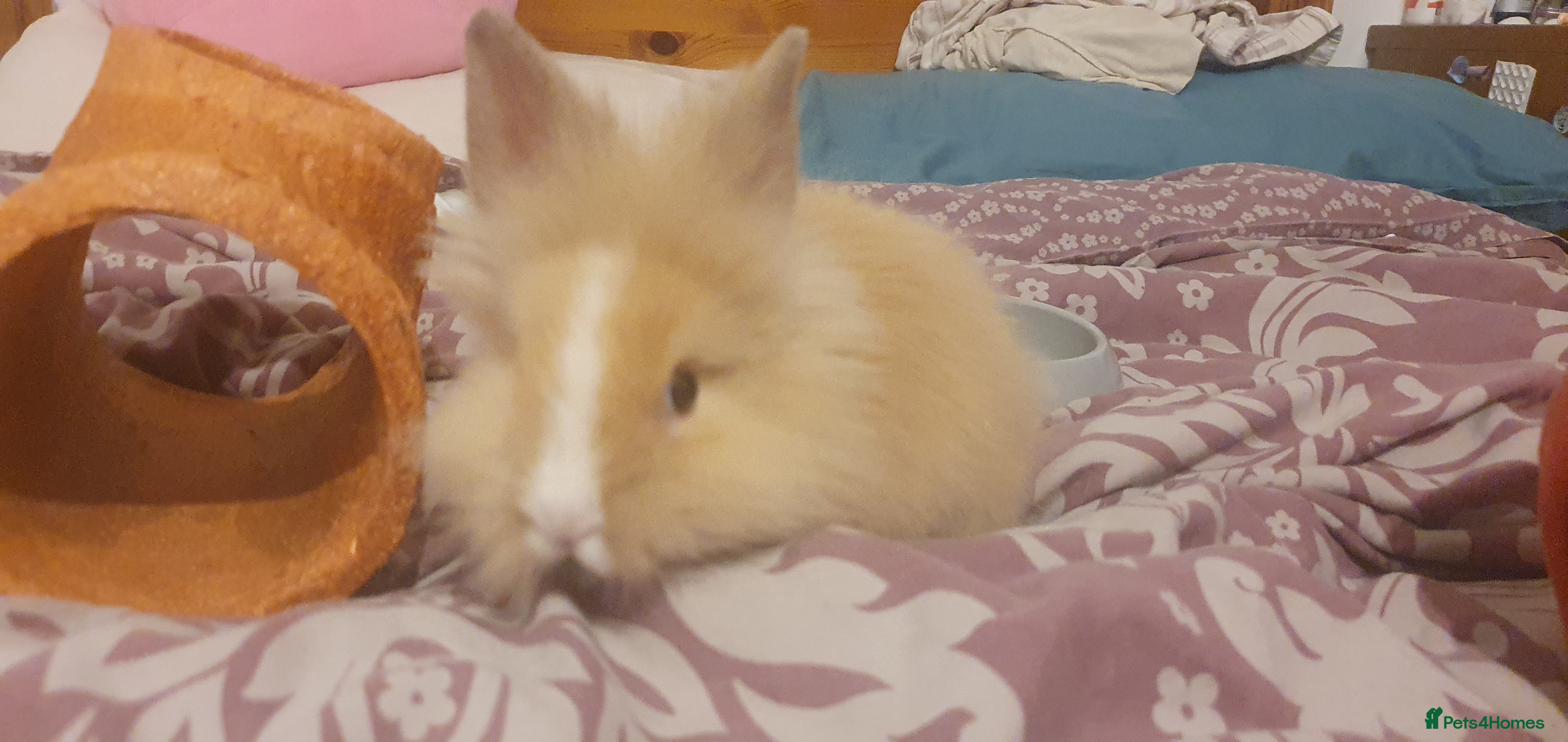 Lionhead rabbits Female ginger double lionhead - Advert 1