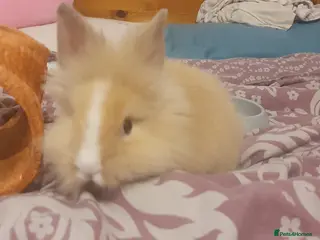 Lionhead rabbits Female ginger double lionhead - Advert 1