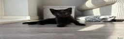Mixed Breed cats for sale: Adorable kittens ready for there loving homes  in Hailsham - Advert 8