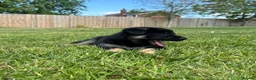 German Shepherd dogs for sale: Stunning KC Registered German Shepherd Puppies   - Advert 8