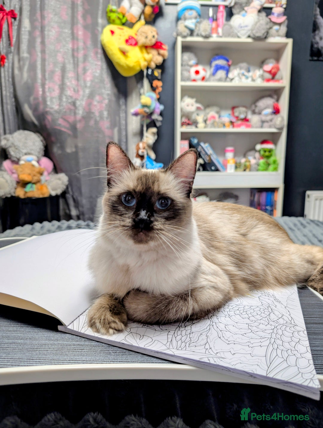 Ragdoll cats for sale: Ragdoll x Scottish straight  - Image 8