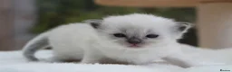 Ragdoll cats for sale: Outstanding Pedigree GCCF Ragdoll Kittens - Advert 14