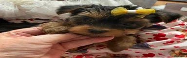 Yorkshire Terrier 6