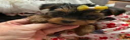 Yorkshire Terrier dogs for sale: 6 Beautiful Quality Kennel Club Registered Puppies in Nottingham - Advert 2