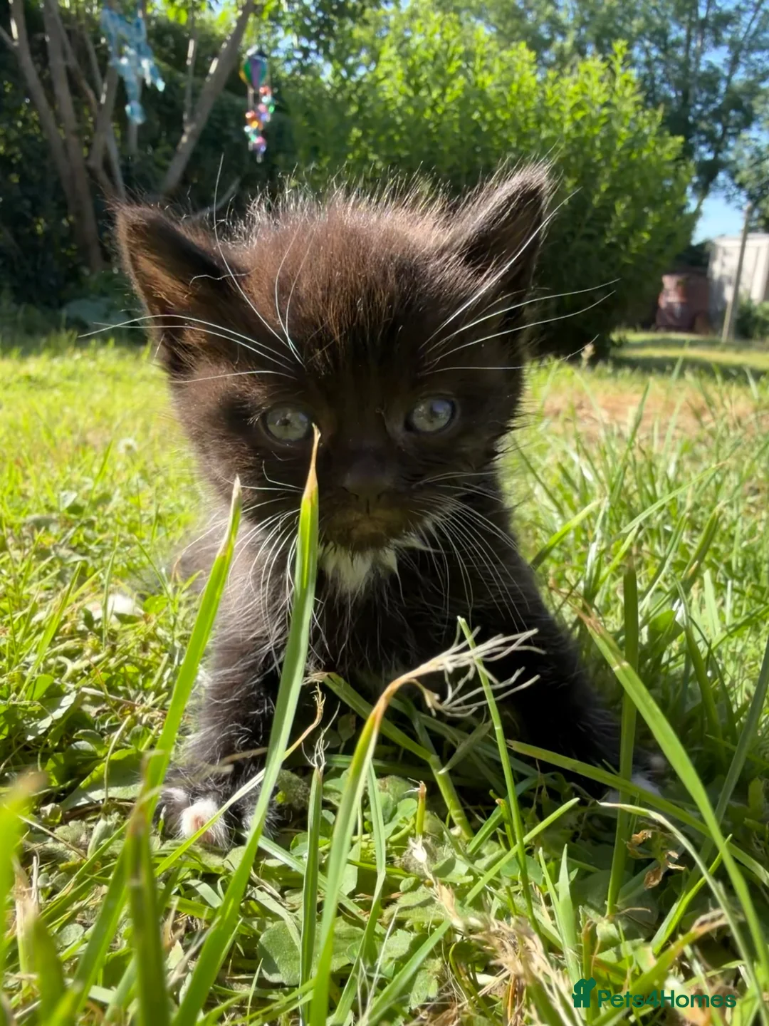 Mixed Breed cats for sale: Mixed breed Kittens  - Advert 12