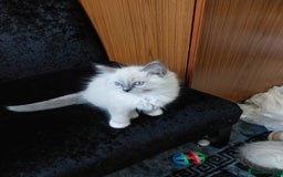 Ragdoll cats for sale: The most beautiful and adorable Ragdoll kittens  - Image 29