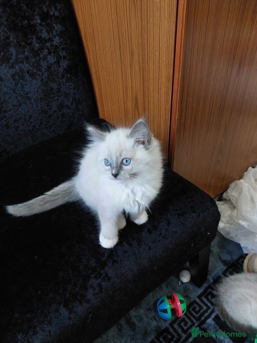 Ragdoll cats for sale: The most beautiful and adorable Ragdoll kittens  - Image 29