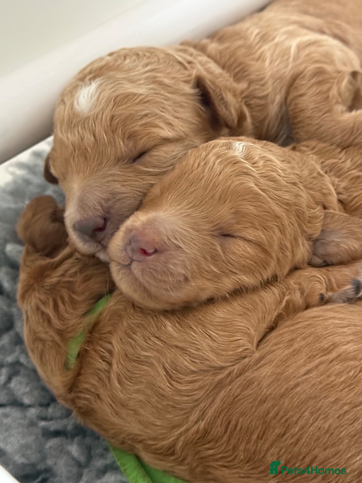 Mini Goldendoodle dogs Small sized Goldendoodle Puppies - Advert 1