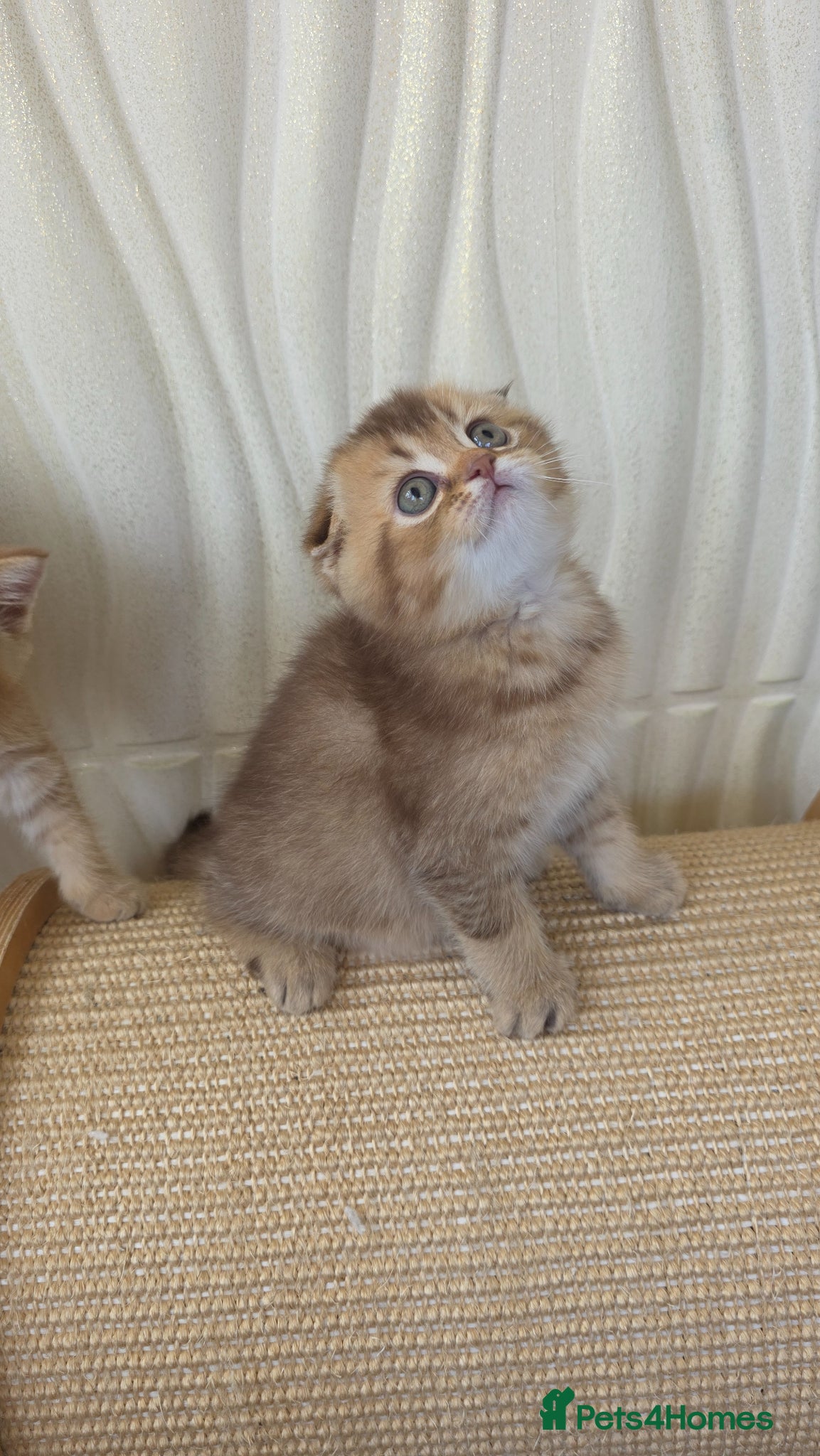 Scottish Fold cats Exclusive in the UK - Advert 2