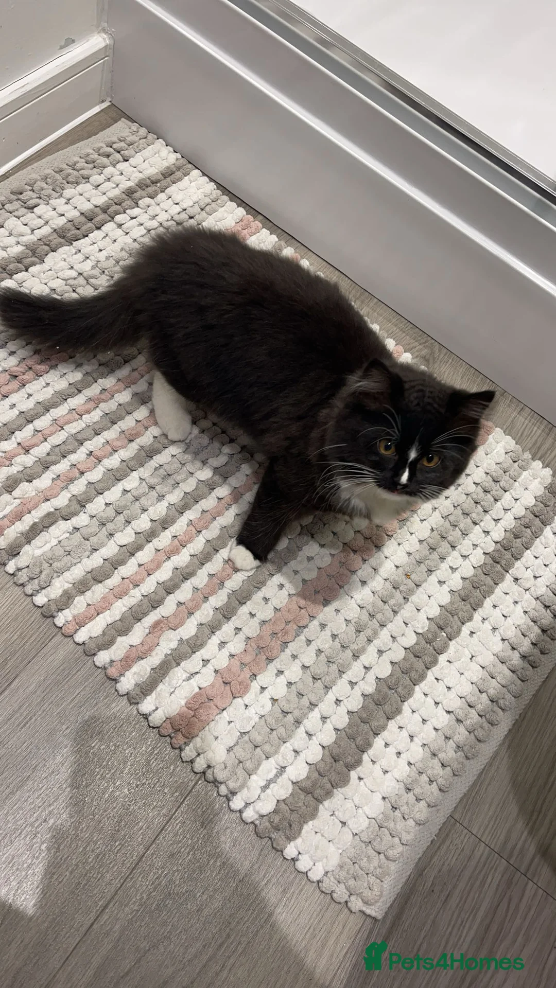 Maine Coon cats for sale: Female Maine Coone/Ragdoll Mix - Advert 1