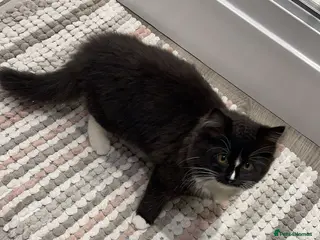 Maine Coon cats Female Maine Coone/Ragdoll Mix - Advert 2