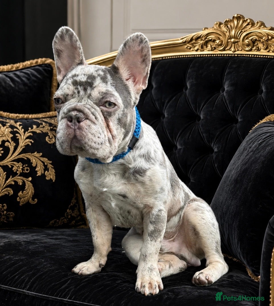 French Bulldog dogs Gorgeous blue Merle small French bulldog puppy.  - Advert 1