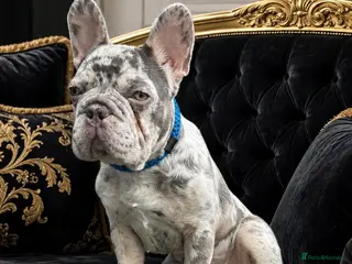 French Bulldog dogs Gorgeous blue Merle small French bulldog puppy. - Advert 1