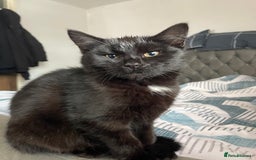 Bombay cats for sale: Adorable 3 Healthy kittens ready for new homes - Image 10