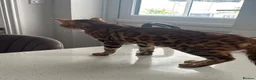 Bengal cats for sale: Bengal for sale  - Advert 2