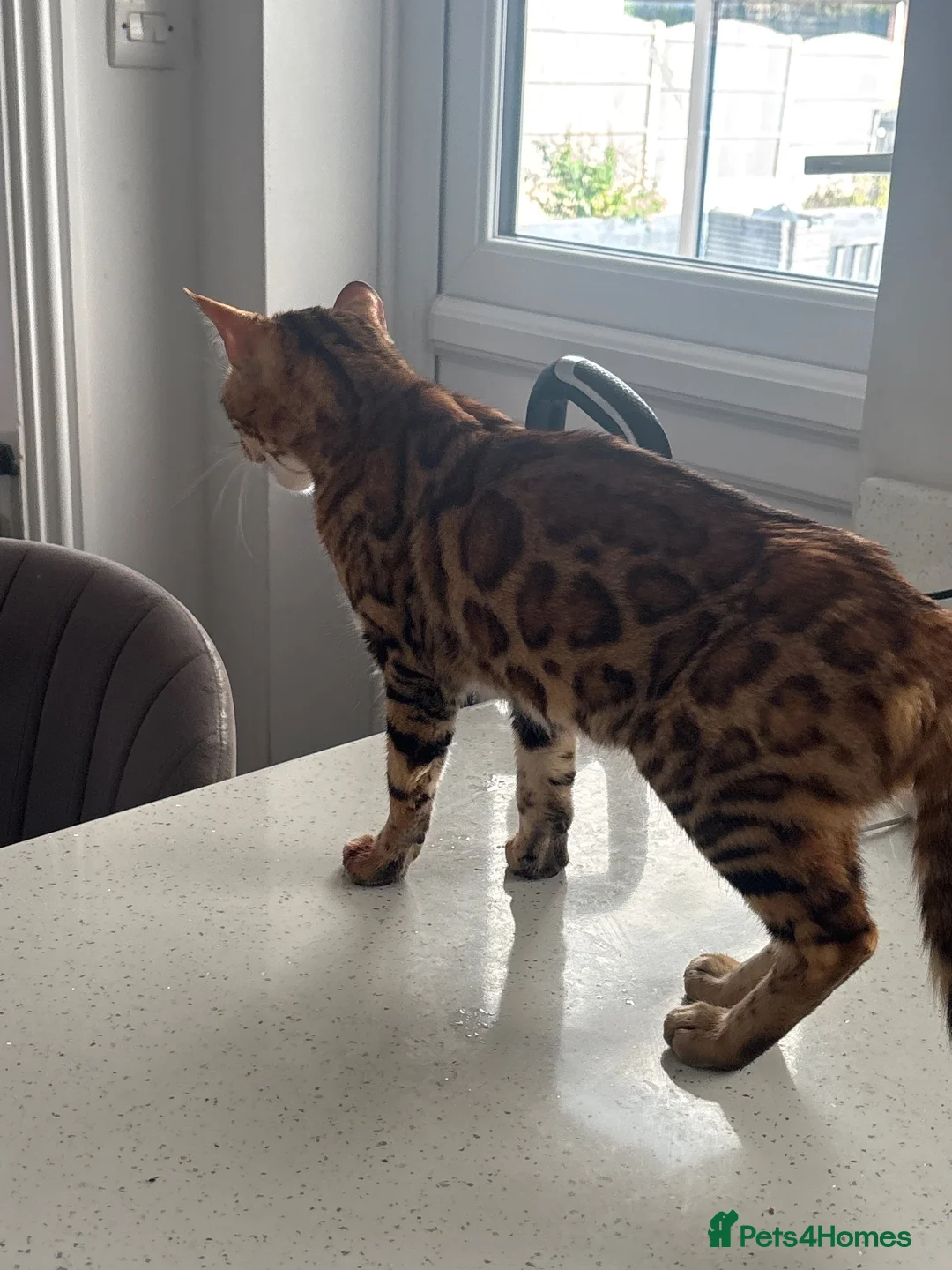 Bengal cats for sale: Bengal for sale  - Advert 2