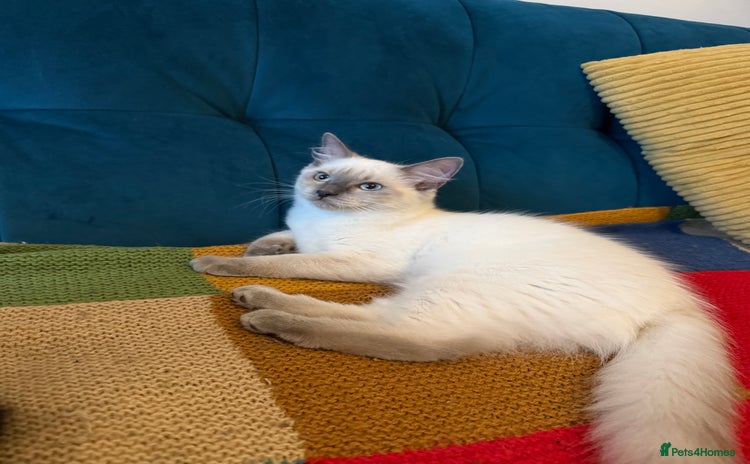Ragdoll cats - Advert 13