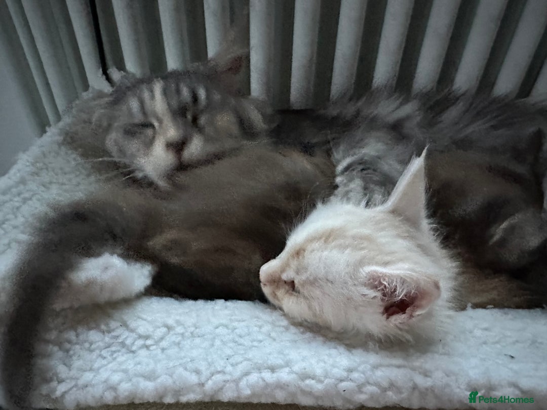 Maine Coon cats for sale: Superb full pedigree Maine Coon Kittens  - Advert 1