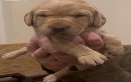 Labrador Retriever dogs for sale: Labrador Puppies. Yellow and Red colourings. - Image 3