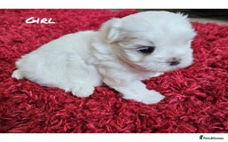 Maltese dogs for sale: MALTESE💖KC.Registered,5 generation pedigree🩵 🐩 - Image 3