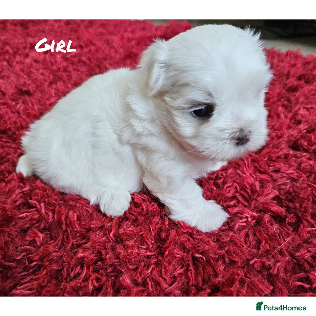 Maltese dogs for sale: MALTESE💖KC.Registered,5 generation pedigree🩵 🐩 - Image 3