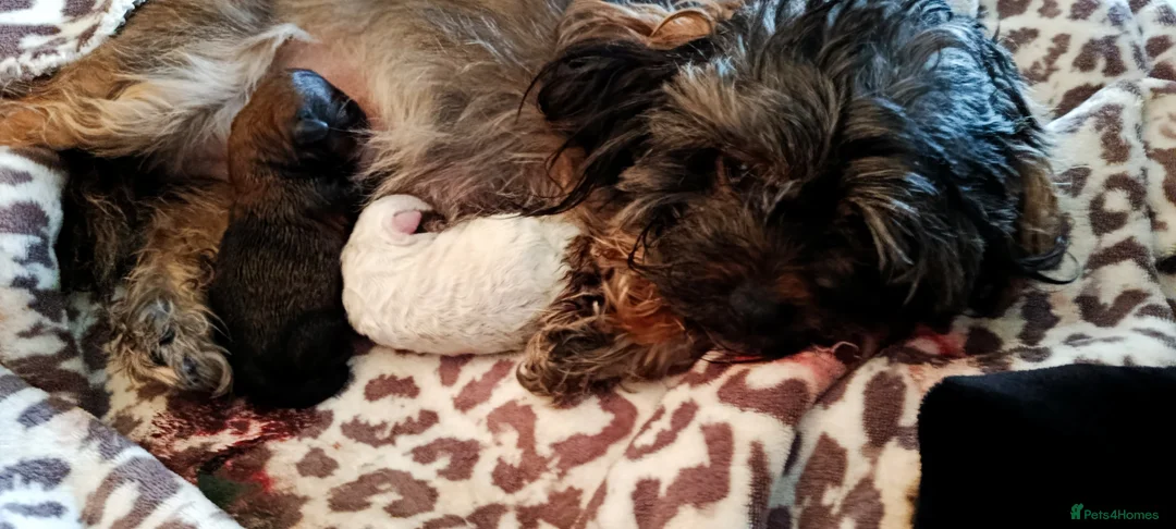 Mixed Breed dogs for sale: Healthy, Happy Puppies Available - Advert 3