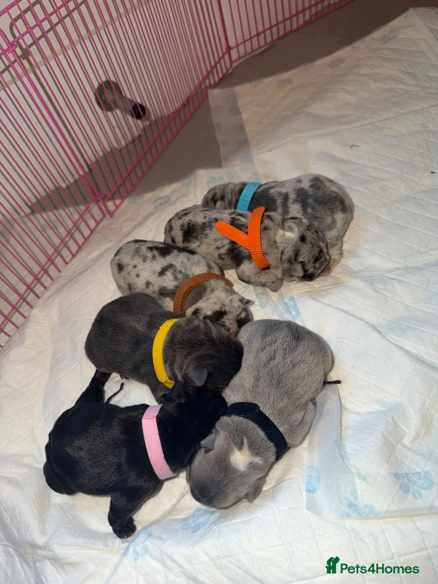 French Bulldog dogs Quality French bulldogs - Advert 1