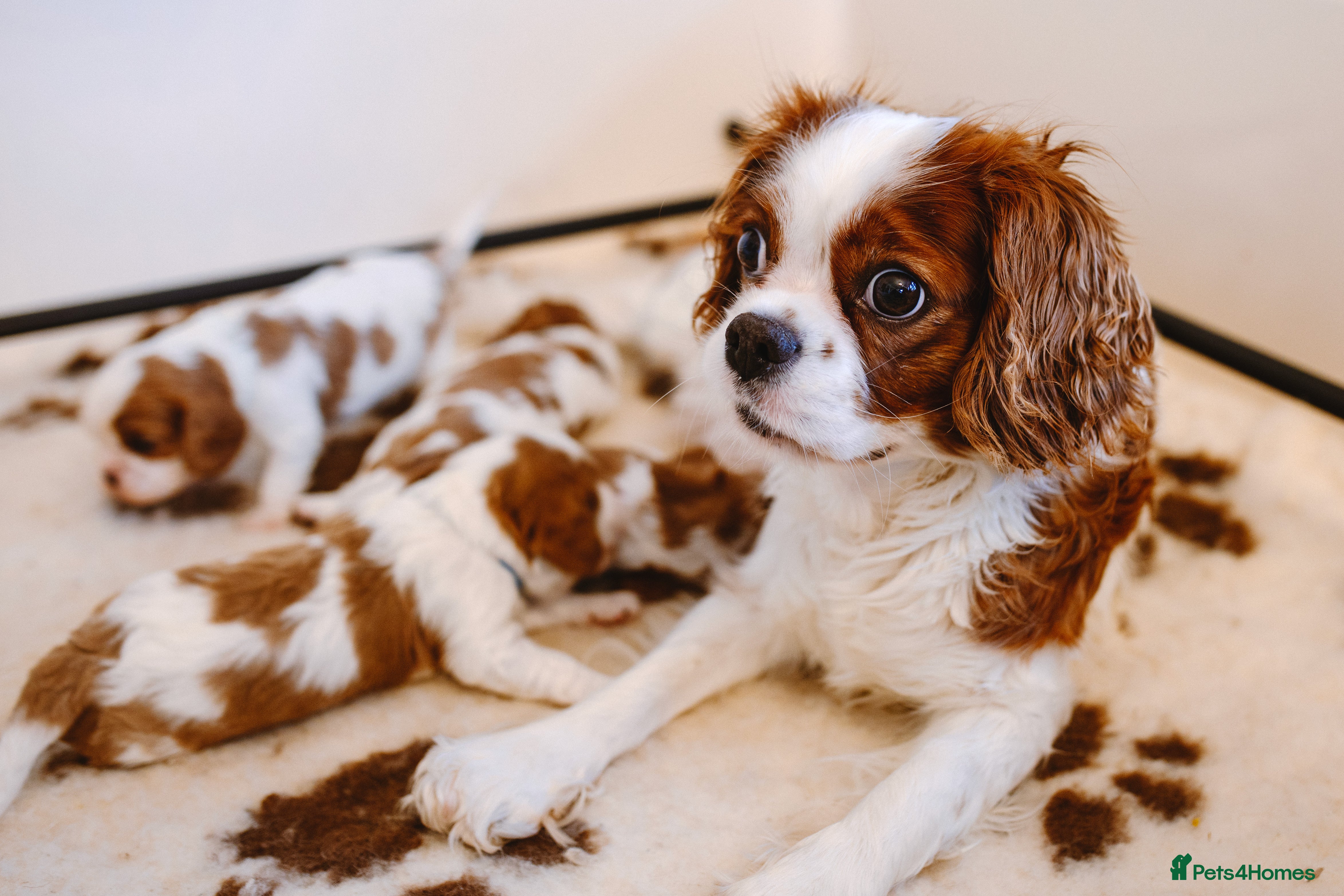 Cavalier King Charles Spaniel dogs Exquisite Puppies KC reg Cavalier King Charles - Advert 13